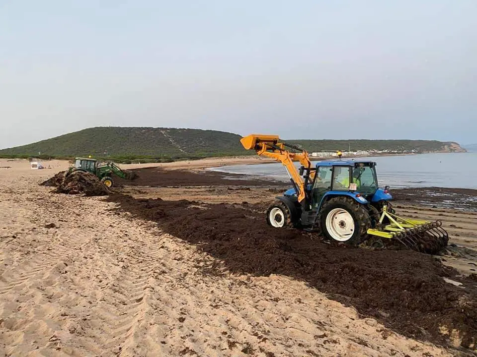 Retirada de algas del litoral barbate&ntilde;o. - A.I.