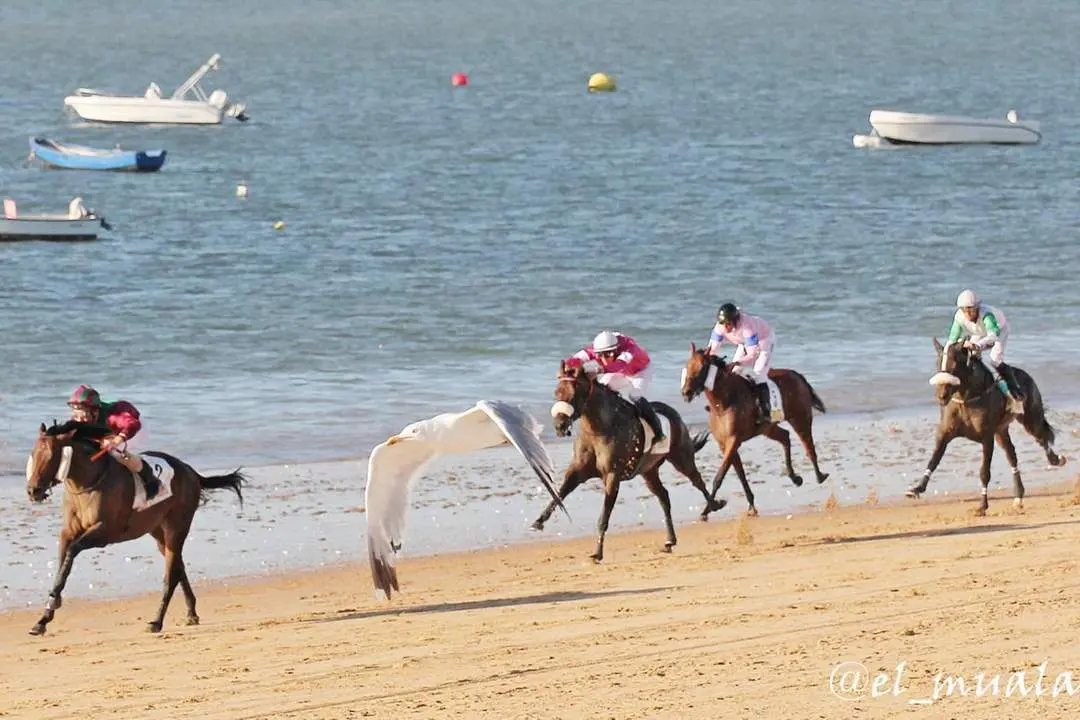 Caballos y gaviotas tambi&eacute;n 'compiten' en las llegadas de los Premios - Muala