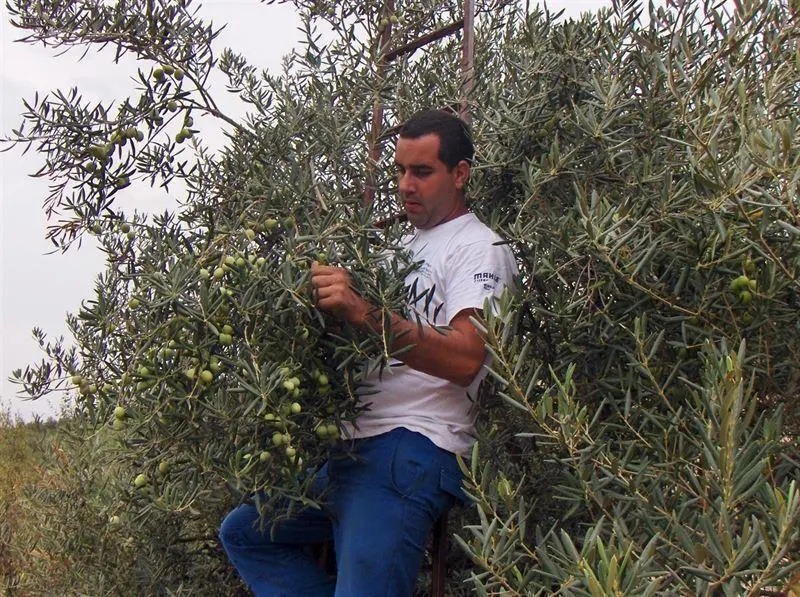 Recogida de aceituna. - Archivo