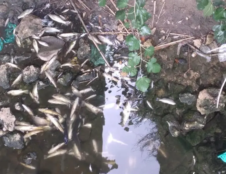 Peces muertos en el r&iacute;o Guada&iacute;ra.  - SALVEMOS EL GUADA&Iacute;RA