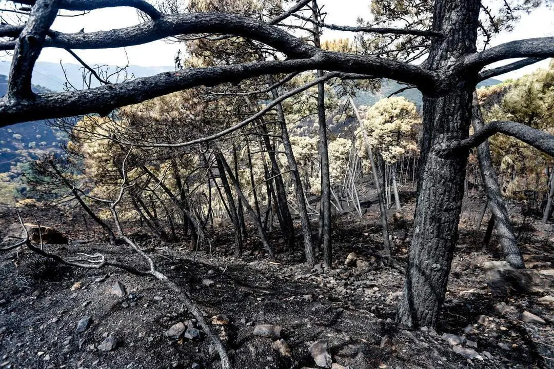 Zonas quemadas en el incendio de Sierra Bermeja. - &Aacute;lex Zea/Europa Press