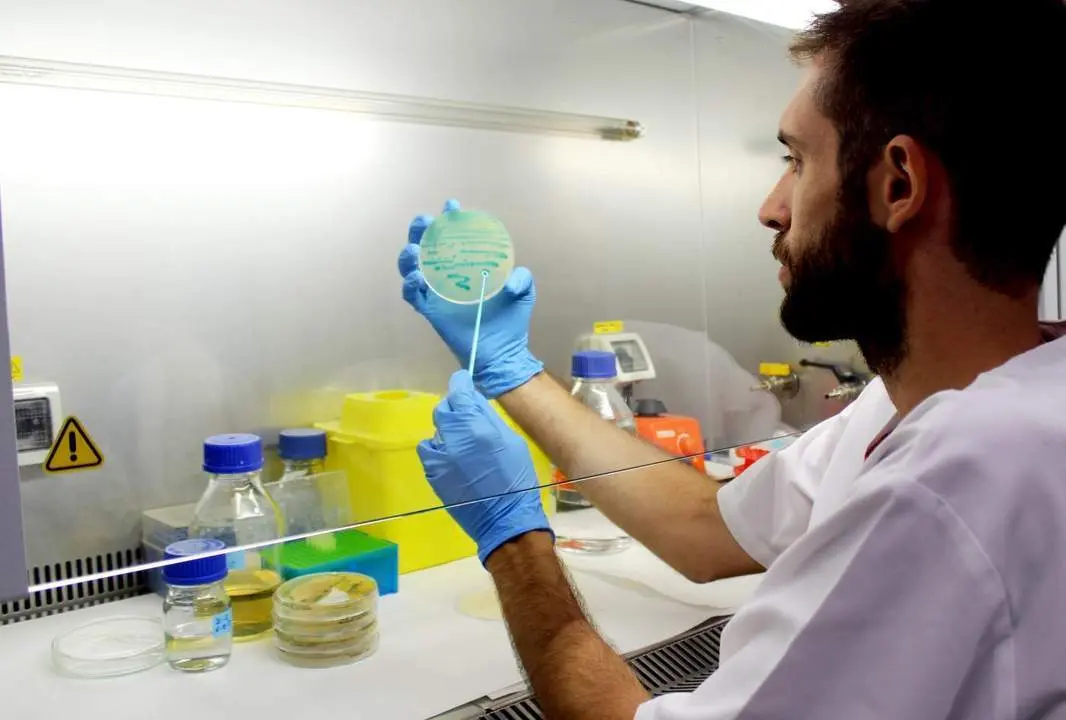 Un investigador sostiene un cultivo de listeria. - EP