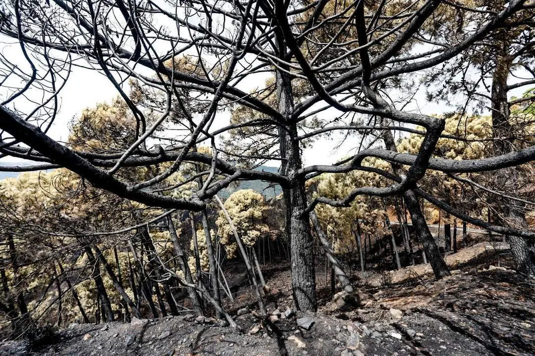 Vegetaci&oacute;n afectada por el fuego. - &Aacute;lex Zea/Europa Press
