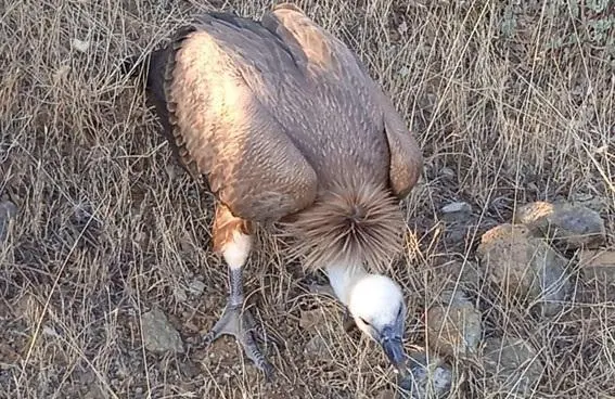 El ejemplar de buitre auxiliado. - Colegio de Veterinarios