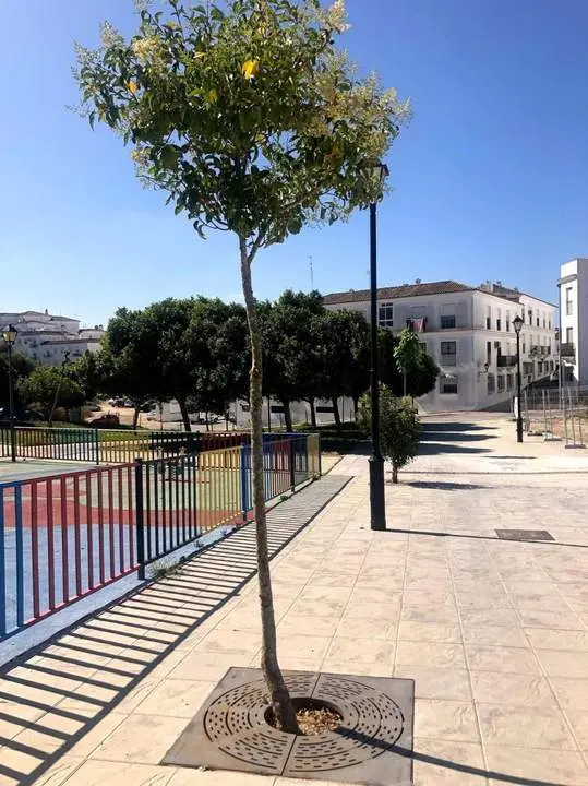 &Aacute;rboles en el parque. - A.I.