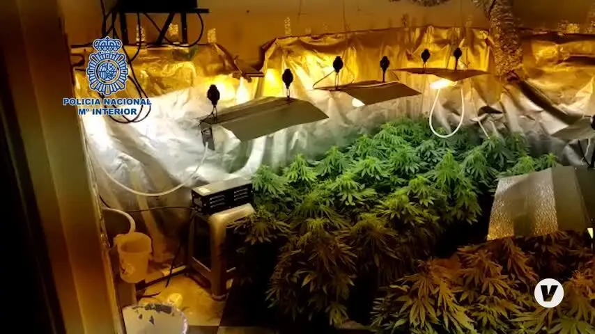 Una mujer detenida tras desmantelar una plantaci&oacute;n de marihuana en Algeciras