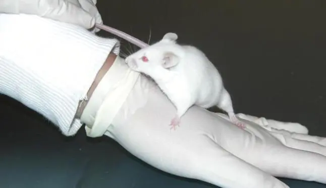 Un rat&oacute;n. - EFE