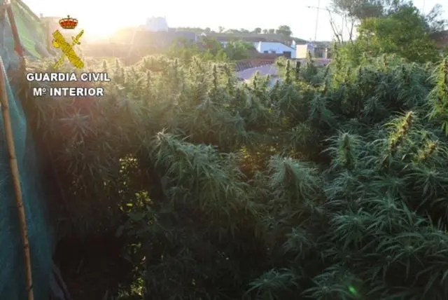 Plantaci&oacute;n de marihuana. - VH
