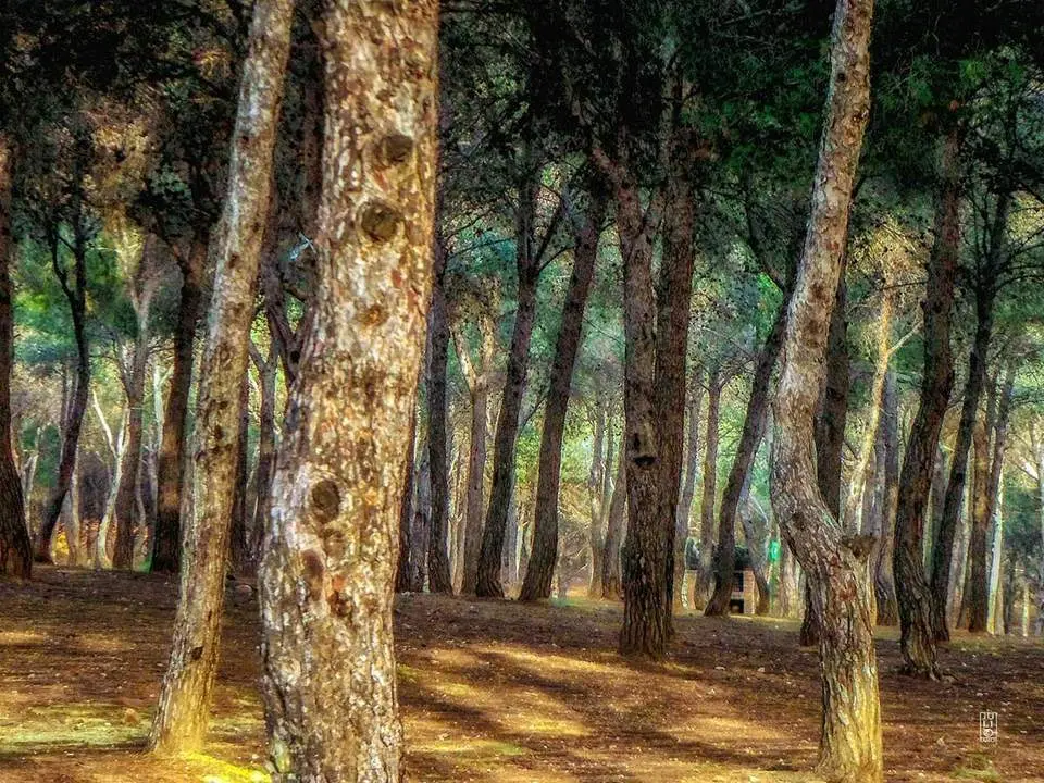Pinar Torremolinos. - Ayto. Torremolinos