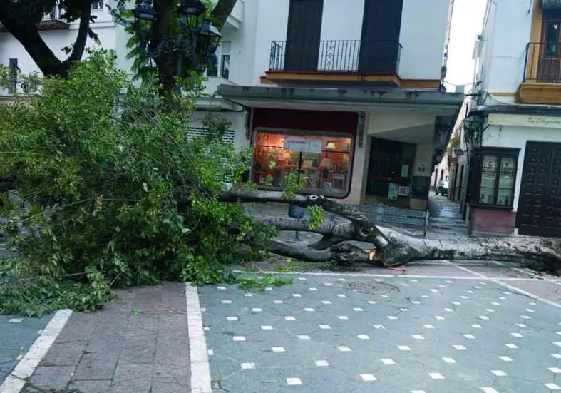 El &aacute;rbol se ha venido abajo en plena plaza.  - Viva