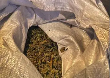 Marihuana. - 