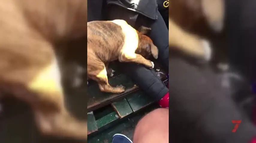 'Res', el perro que lleg&oacute; en patera a C&aacute;diz, se llama '&Oacute;scar' y vino desde El Yadida