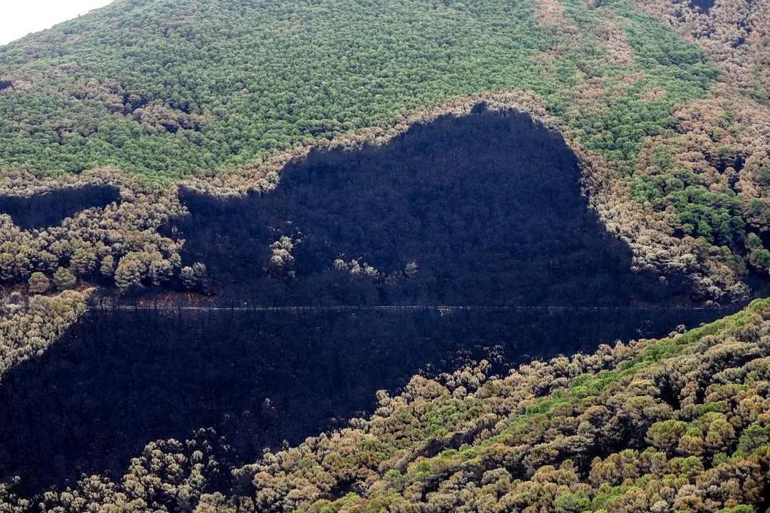 Zonas quemadas por el incendio de Sierra Bermeja. - &Aacute;lex Zea - Europa Press
