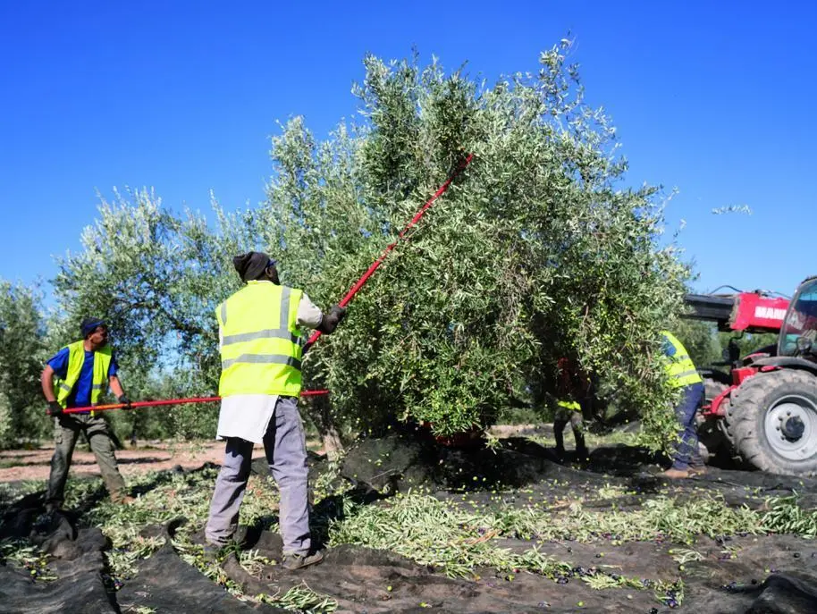 Temporeros trabajando en la campa&ntilde;a de recogida de la aceituna. | Ram&oacute;n Guirado.
