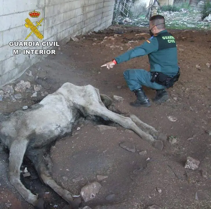 Yegua muerta. - Guardia Civil