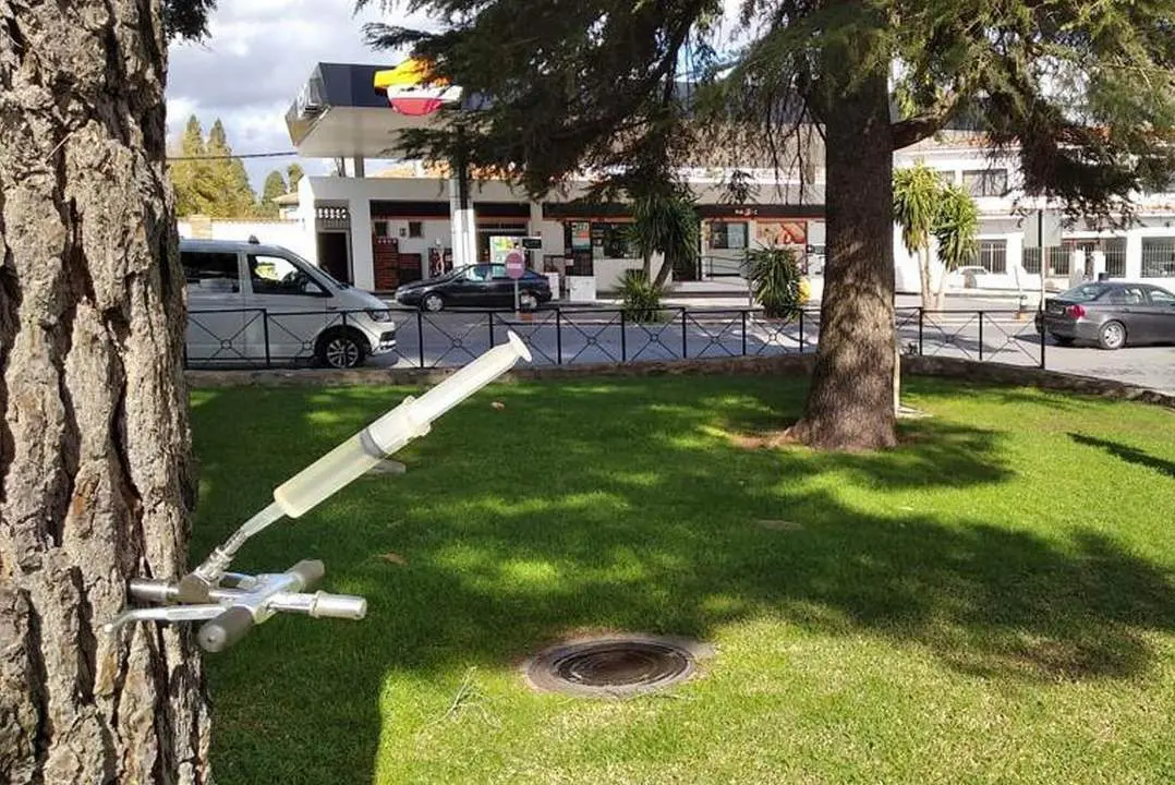 Nueva campa&ntilde;a de control de plagas de procesionaria en los 750 pinos de Antequera. - Ayto. Antequera