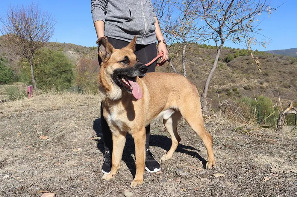 Cuidando a uno de los animales rescatados. - Protectora de M&aacute;laga