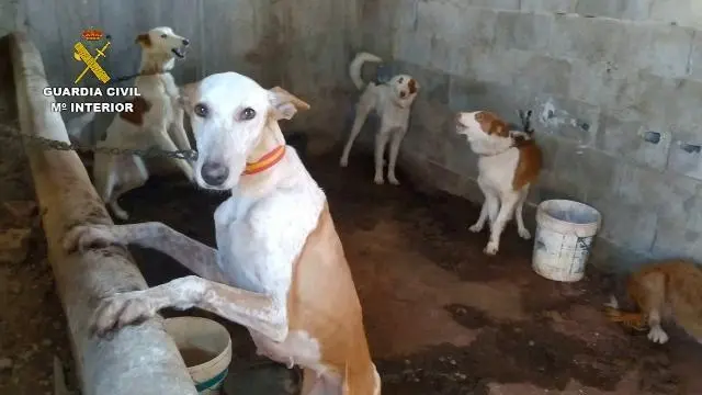 Imagen de archivo de animales rescatados por el Seprona. - Interior