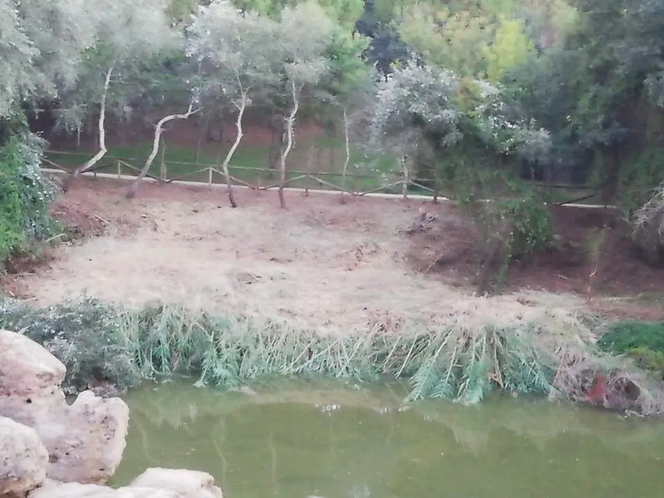 Vegetaci&oacute;n en una de las m&aacute;rgenes de la ribera del Guada&iacute;ra. - SALVEMOS EL GUADA&Iacute;RA