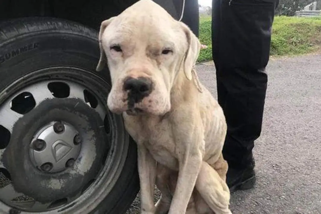 Imagen del perro que ha sido salvado por la Polic&iacute;a Local de Vejer. - 