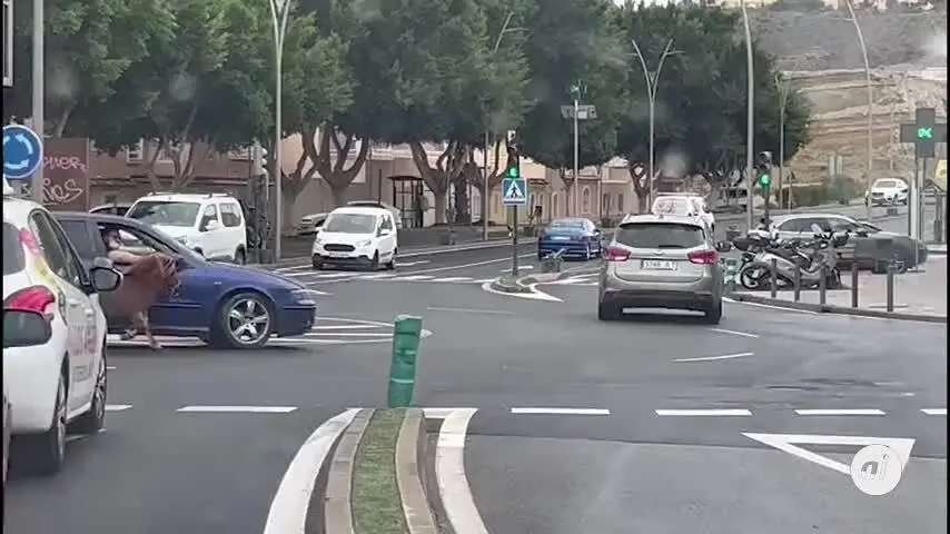El Seprona identifica al individuo que paseaba a un poni atado a su coche en Almer&iacute;a