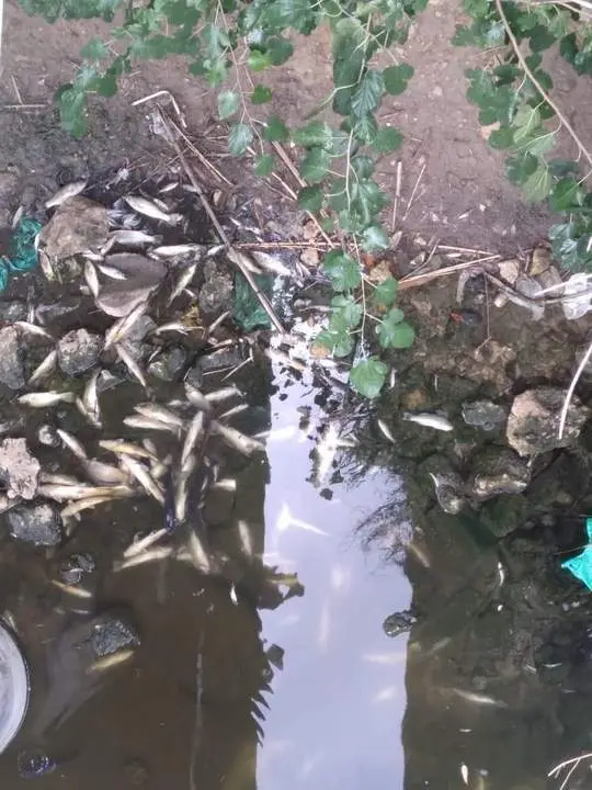Peces muertos en el r&iacute;o Guada&iacute;ra. - PLATAFORMA DEL GUADA&Iacute;RA