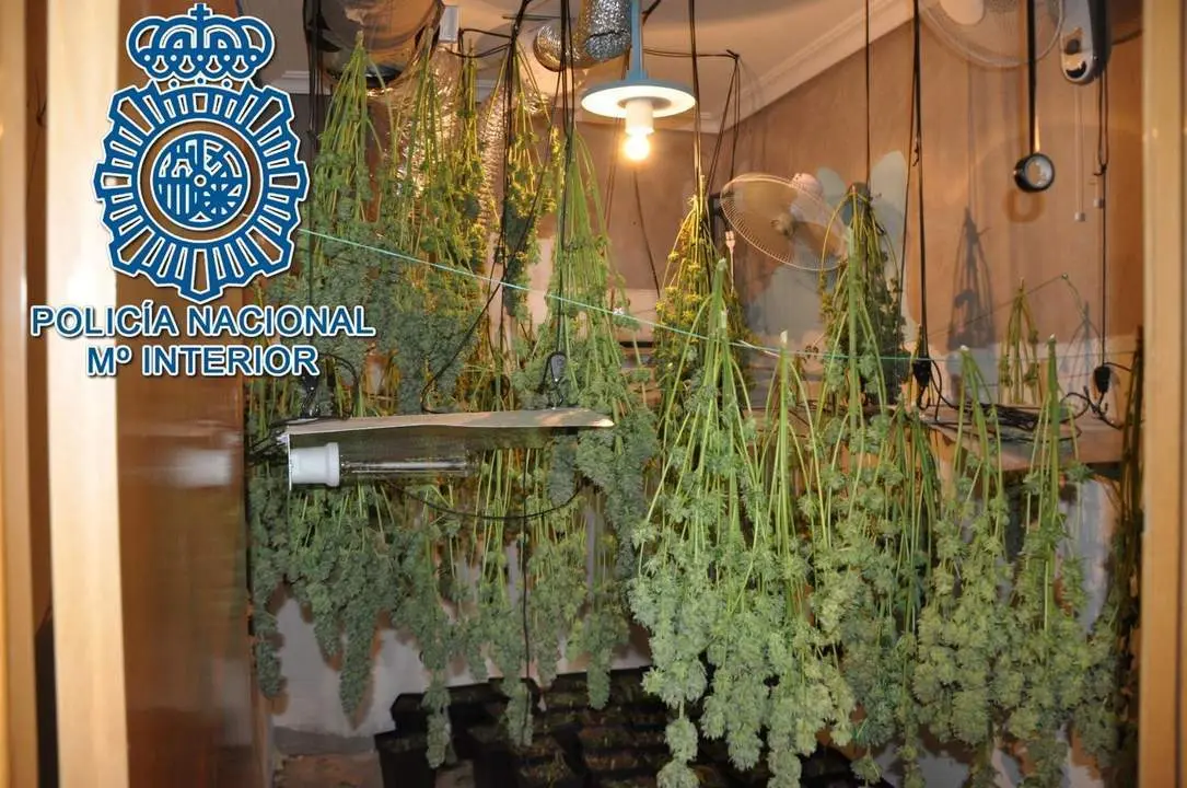 Imagen de archivo de una plantaci&oacute;n de marihuana 'indoor'. - POLIC&Iacute;A NACIONAL