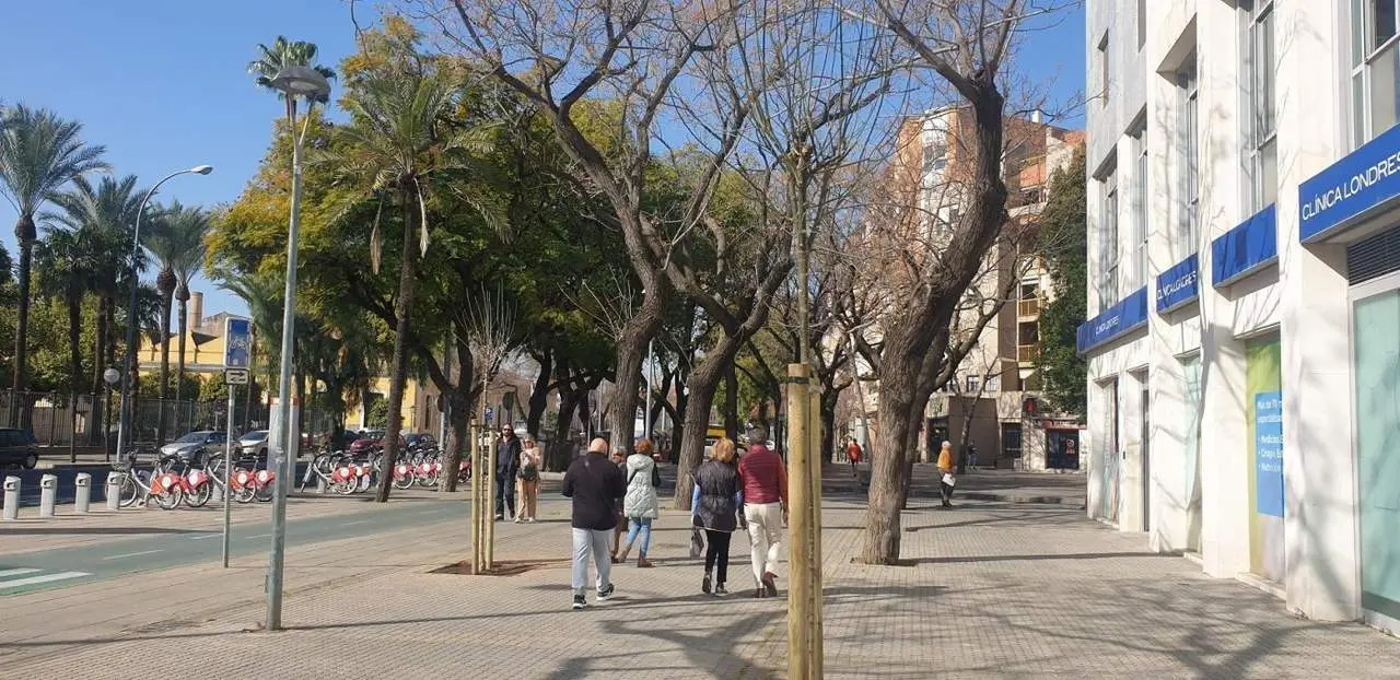 Plantaci&oacute;n de nuevos &aacute;rboles en el entorno del trazado de ampliaci&oacute;n del tranv&iacute;a por Nervi&oacute;n.  - AYUNTAMIENTO DE SEVILLA