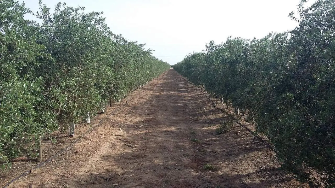 Imagen de un olivar. - TEPRO