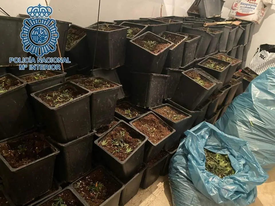 Marihuana intervenida en la operaci&oacute;n. - CNP