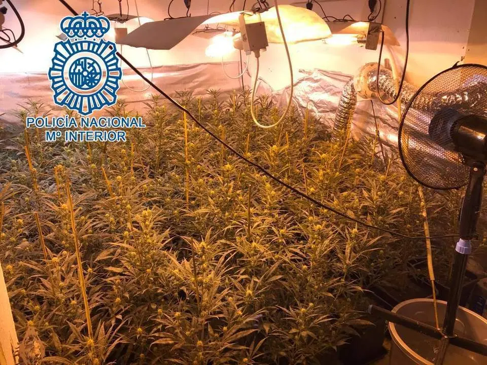 Imagen de la plantaci&oacute;n.  - Polic&iacute;a Nacional