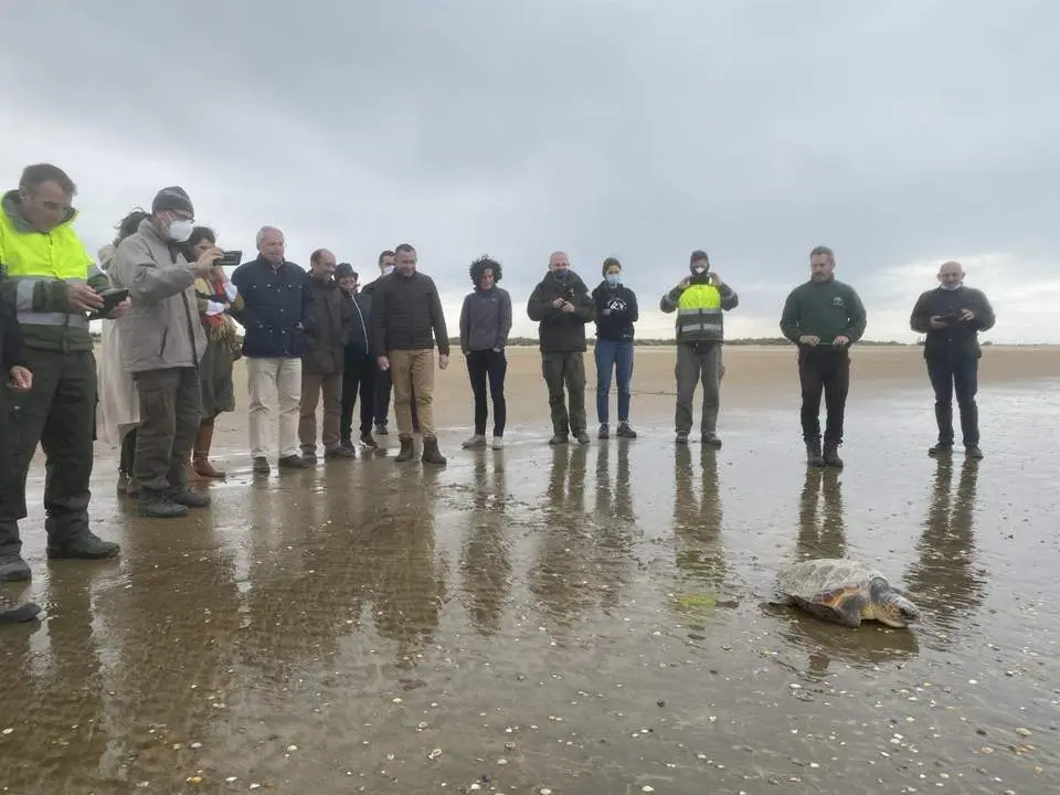 Imagen de una de las tortugas liberadas en Punta Umbr&iacute;a - VH