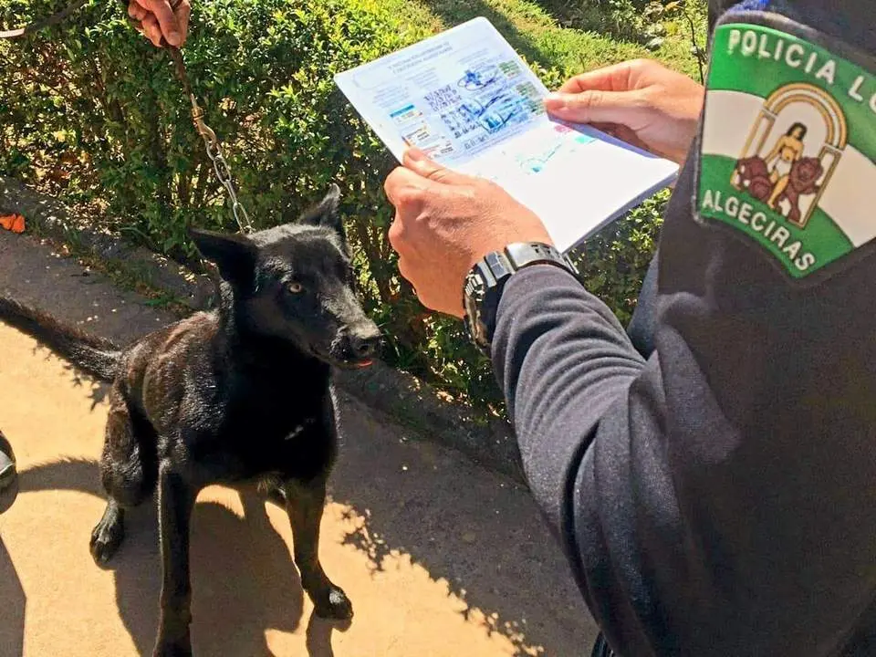 Un perro sin correa. - A. I.