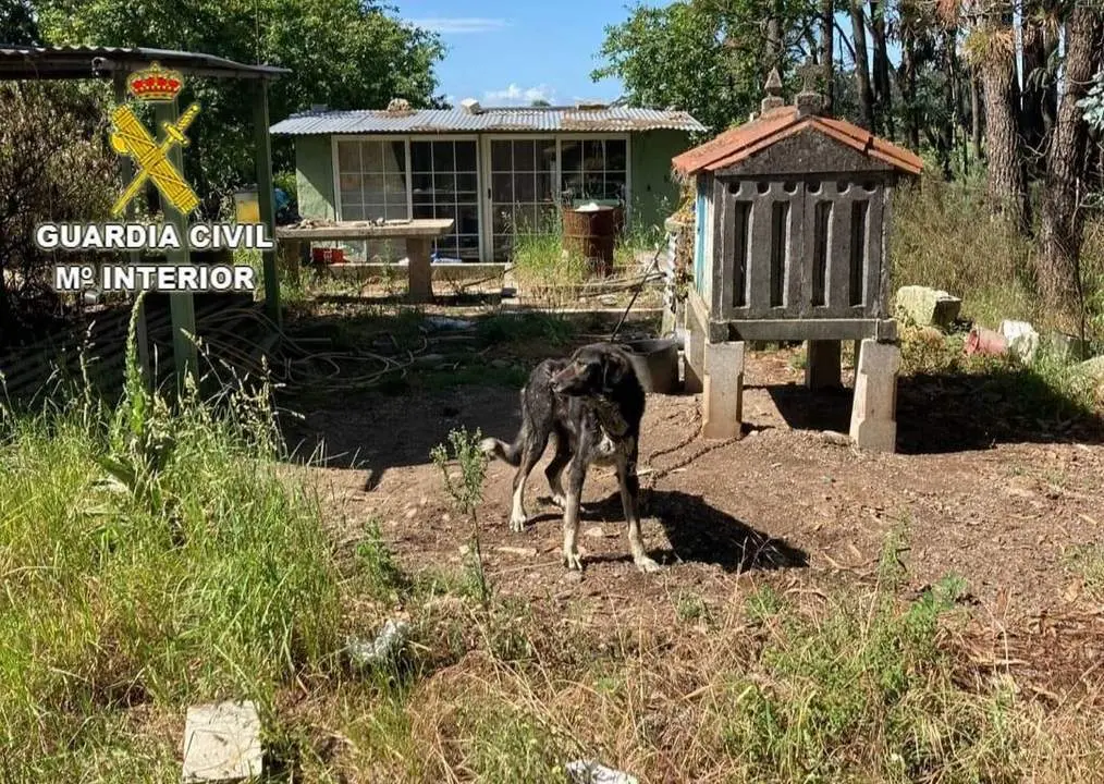 Uno de los perros. - Guardia Civil