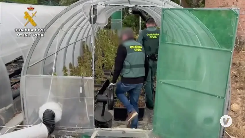 Tres detenidos y 1.513 plantas de marihuana incautadas en Benalaur&iacute;a