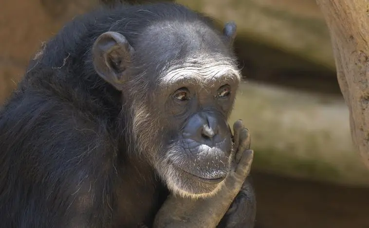 Julieta vive ahora tranquila, despu&eacute;s de a&ntilde;os de sufrimiento. - BIOPARC