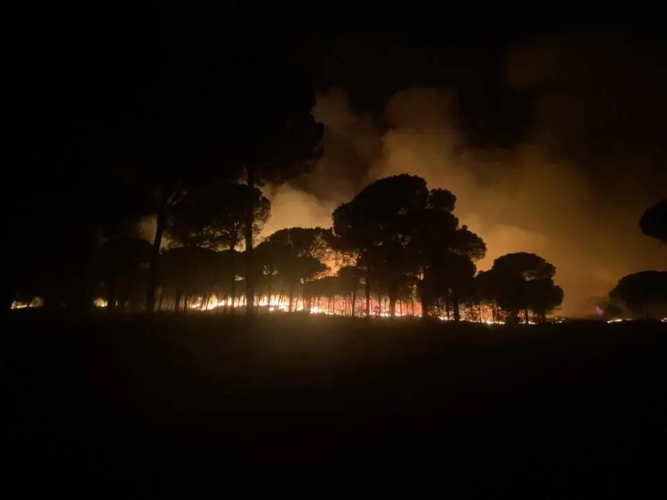Incendio de Almonte. - INFOCA