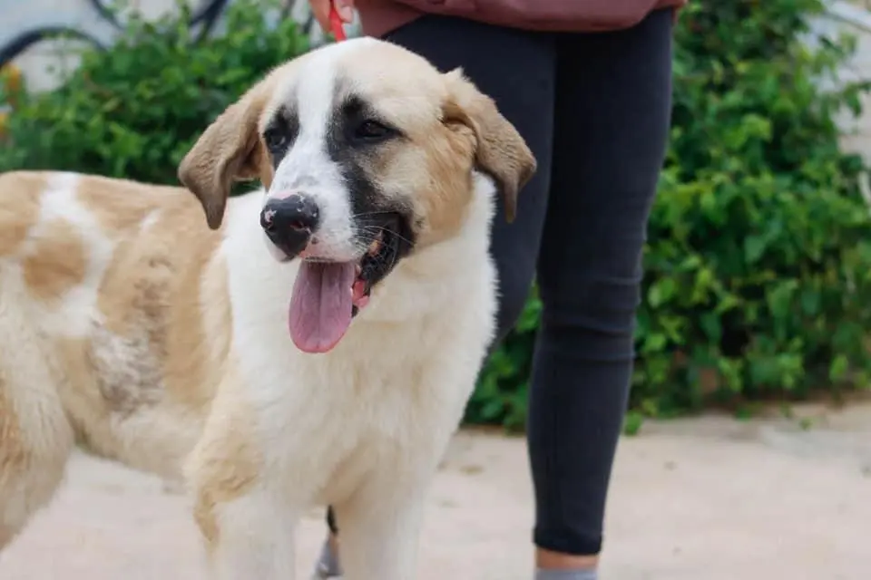 GRISOM, un cachorr&oacute;n de nueve meses, en adopci&oacute;n. - Protectora de M&aacute;laga