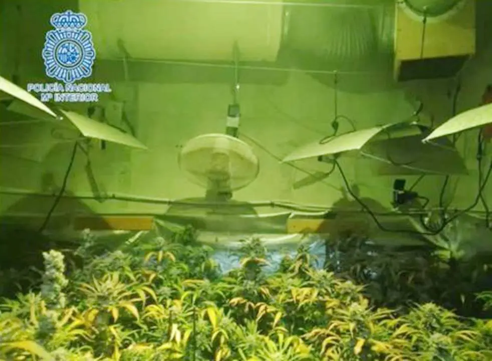 La marihuana localizada en la vivienda - Polic&iacute;a Nacional