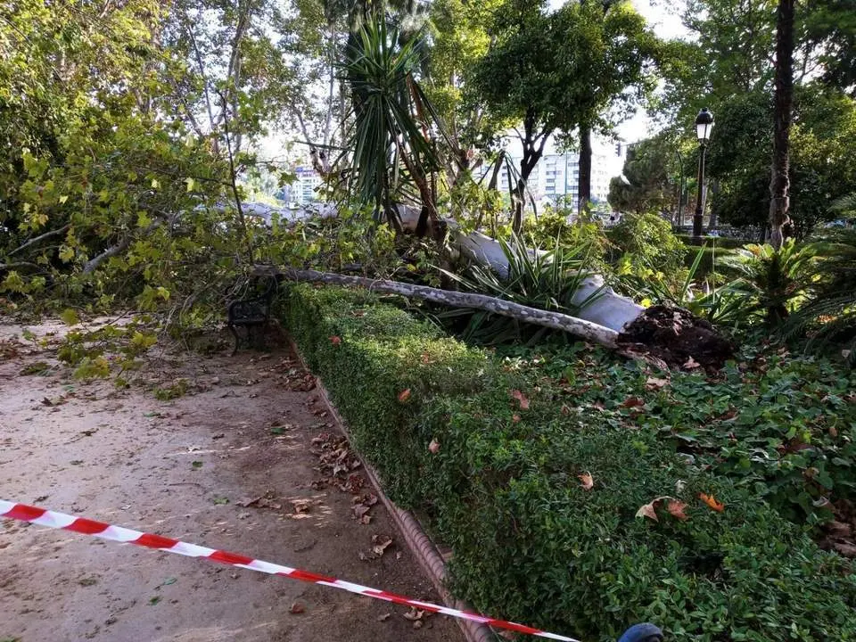 Ca&iacute;da de una rama de gran porte en los Jardines del Cristina, en foto de archivo.  - EUROPA PRESS