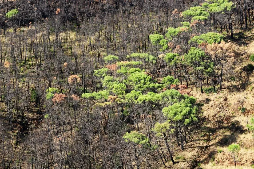 Zona afectada pro el fuego en 2021. - &Aacute;lex Zea/Europa Press
