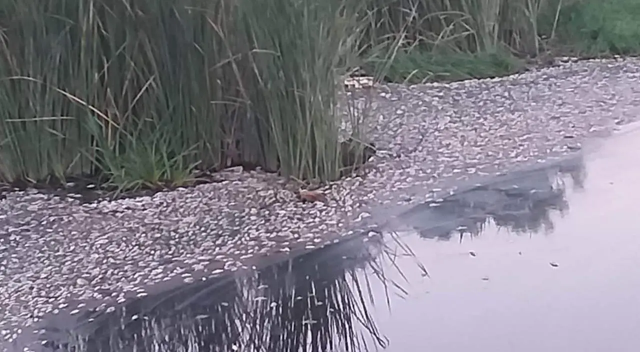 Los peces muertos en el cauce. - EFE/Plataforma C&iacute;vica de Salvemos al Rio Guada&iacute;ra