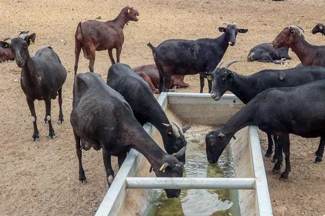  Varias cabras bebe agua en la granja Suerte Ampanera, a 24 de agosto de 2022, en Colmenar Viejo, Madrid (Espa&ntilde;a).  - EP