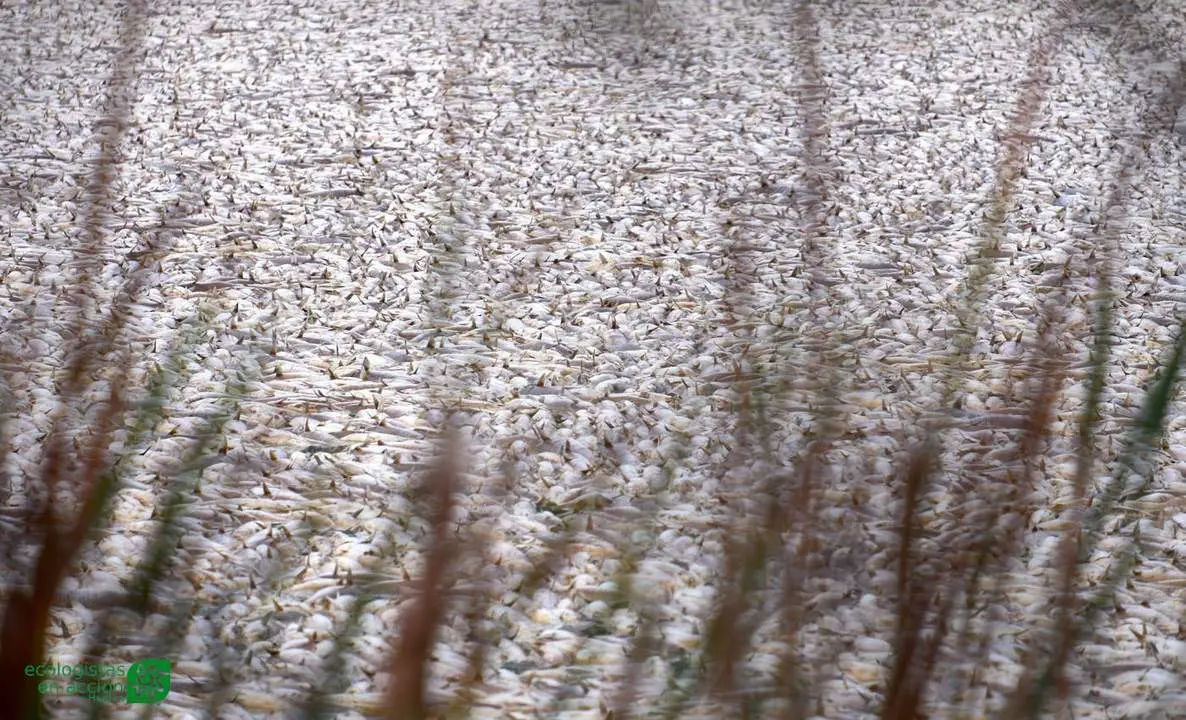 Peces muertos aparecidos en el Estero Domingo Rubio. - ECOLOGISTAS EN ACCI&Oacute;N