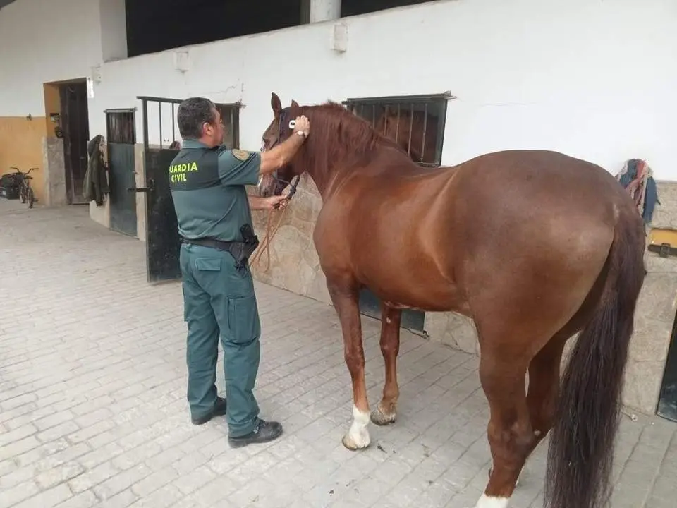 Uno de los caballos recuperados por la Guardia Civil - Guardia Civil