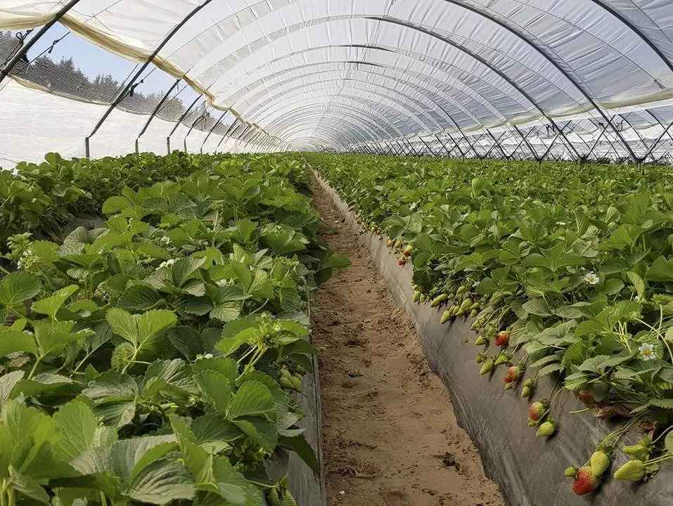 Cultivo de fresa. - VH