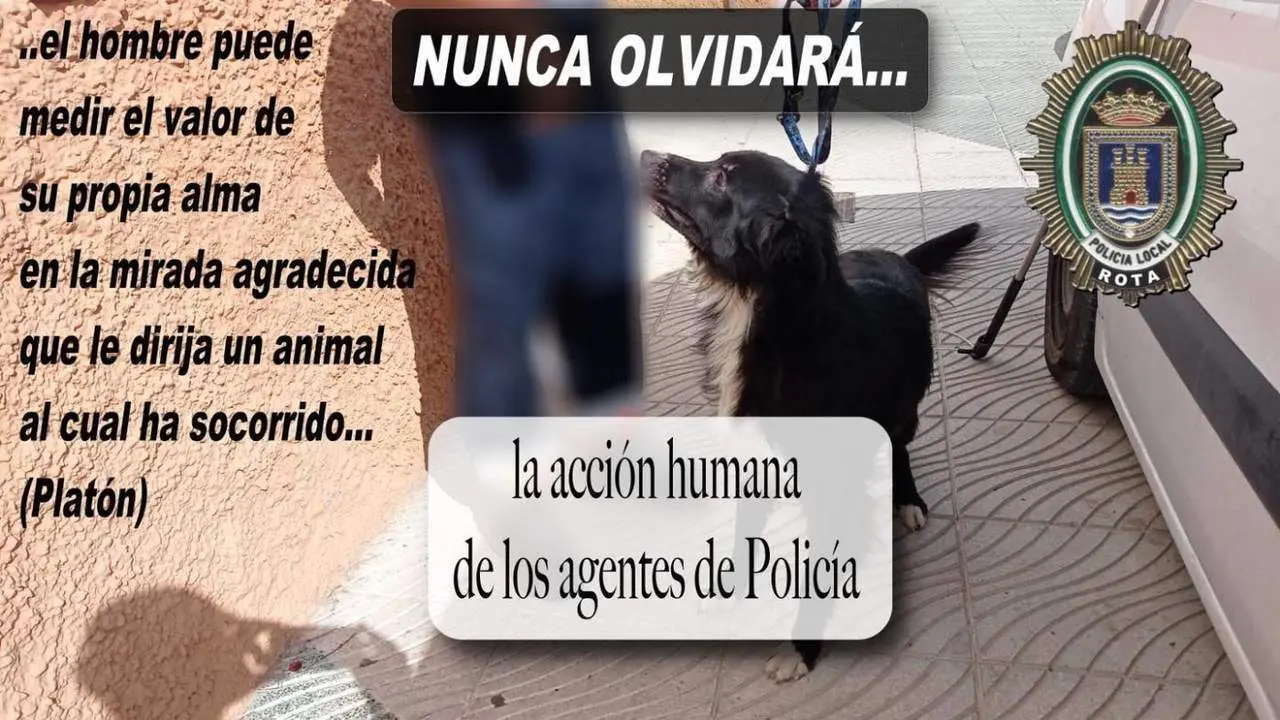 Imagen del perro ya a salvo - 