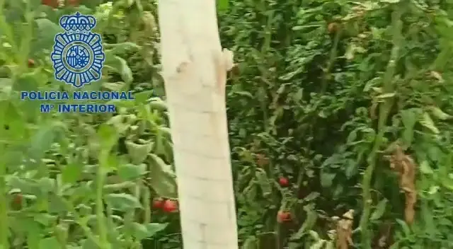 Desmanteladas cinco plantaciones entre tomates y pimientos en invernaderos de Sanl&uacute;car