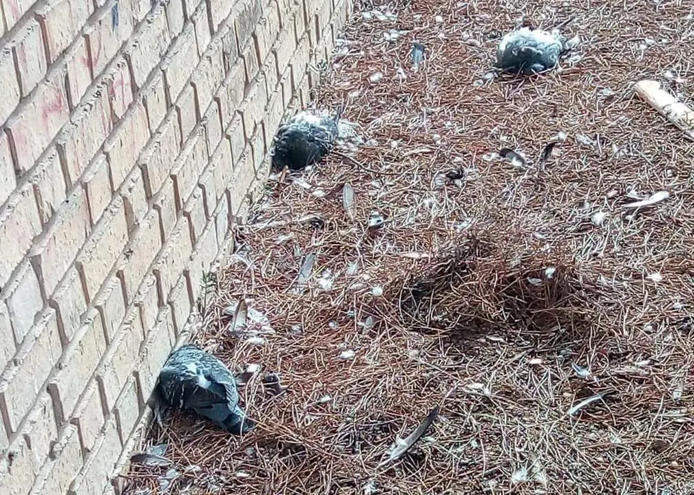 Palomas aparecidas muertas en distintas zonas del municipio. - A.I.