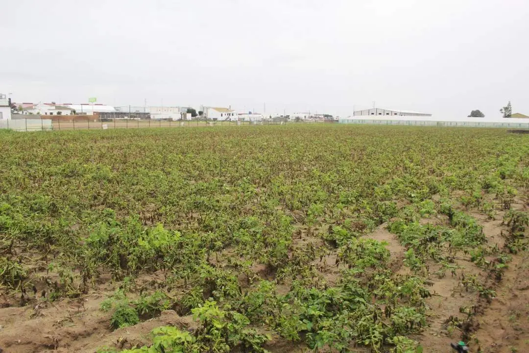 Imagen captada en la ma&ntilde;ana de este lunes 5 de diciembre de un campo de cultivo ubicado en la Calle Central. - Ra&uacute;l J. Bustillos